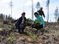 В рамках проекта «Посади лес» на территории Вологодской области высажено   более 100 000 деревьев